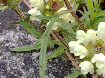 Prunella laciniata